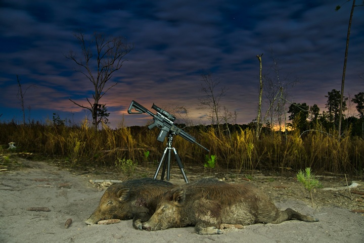 Hog hunting